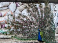 LU 2023-011 : flores, naturaleza