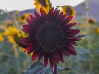 LU 2023-012 : flores, naturaleza